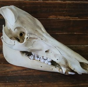 Real 10" Pig Skull